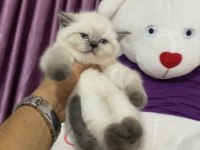 SAFKAN ORJİNAL IRK BRİTİSH SHORTHAİR YAVRULARIMIZ