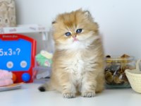 British Longhair Golden Top Kafa Yavrumuz