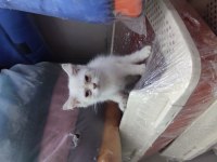 Şecereli anne baba ve yavru golden point scottish fold