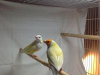Goldian finch mutasyon erkek ve dişi takım