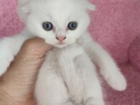 Safkan üretim kedimiz
