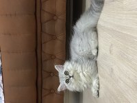 Adana İçi Ücretsiz Sahiplendirme Kedimiz
