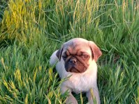 Pug mobs yavrular