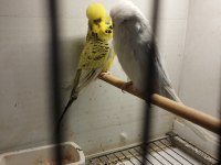 Alıştırmalık Bebek Muhabbet Kuşu Yavrular