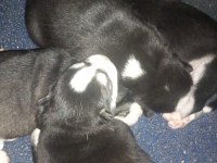 Sibirya Kurdu Husky