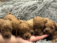 Dişi Erkek Toy Poodle Yavruları