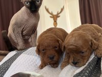 Safkan Toy Poodle Yavrularımız