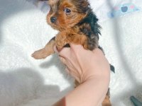 Petmode köpek çiftliğinden show kalite morkie yavrular