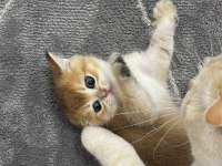 British shorthair golden bebek