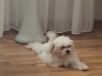 Maltipoo köpeğimiz