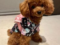 A KALİTE TOY POODLE YAVRULARIM