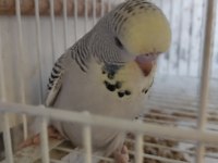Yeni yem yemeye başlayan muhabbet kuşu bebekler