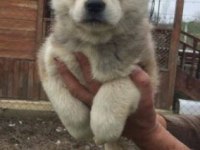 Irk ve Sağlık Garantili Japon Akita Yavrular