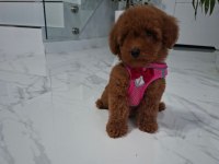 Aşılı Mikroçipli Toy Poodle Yavrularımız