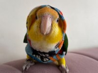 Üst düzey full evcil caique papağanı