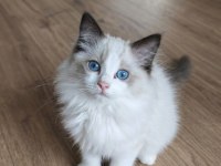 Şecereli Ragdoll Yavruları