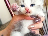 3 haftalık scottish fold yavrularımız rezerveye açıktır