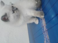 Minnoş british shorthair kızımız