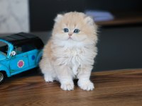 Oyuncak gibi yavru british longhair