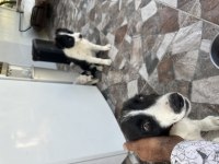 Dişi Erkek 5 Aylık Aşırı Akıllı Border Collie