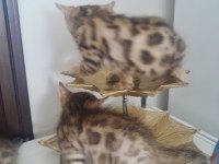 Bengal yavrular