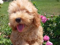 HARİKA KALİTEDE MALTİPOO YAVRULARIMIZ