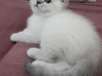 2 AYLIK BRİTİSH KEDİLER BEYAZ