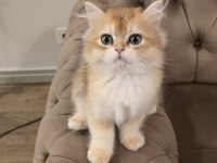 Golden British Longhair Kedisi
