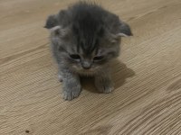 Scottish Fold 1,5 Aylık Orijinal