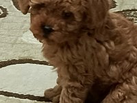 Toy Poodle Köpeği Orjinal