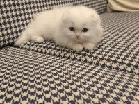 Scottish fold longhair dişi mavi gözlü