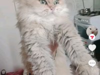 Tatlı kediler