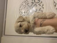 40 günlük yavru köpekler