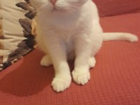 Ücretsiz scottish fold kedimiz