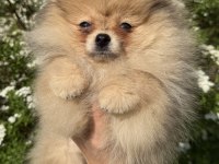Pomeranian boo köpeklerimiz