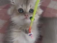 Safkan british longhair yavrular
