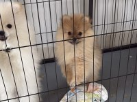 Pomeranian köpeğimiz