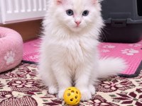 British Longhair 2 Aylık Beyaz Melek