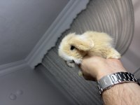 Veteriner Hekimden Hollanda lop mini lop ve cüce tavşan