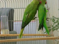 3-4 aylık yavru Pakistan Papağanları