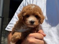 Oyuncu Maltipoo Yavruları