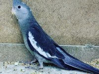 Sultan papağanı 2-2,5 aylık