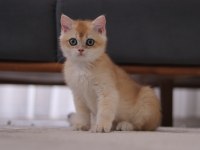 Şecereli Safkan British Shorthair Ny11 Erkek Yavru