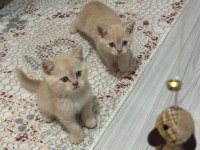 2 aylık british shorthair bebeklerimiz