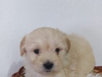 Maltipoo bebekler teslime Hazır
