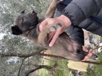 Üst düzey kalite belçika kurdu yavruları