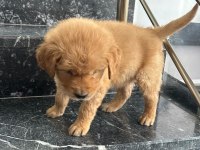 A kalite sağlık ırk garantili golden retriever yavrular