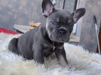 EGZOTİK BLUE FRENCH BULLDOG YAVRULARIM REZERVEYE AÇIK
