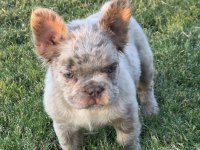 Fluffy French Bulldog New Shade İsabella Tan Merle