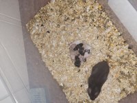 Yavru Suriye Hamster